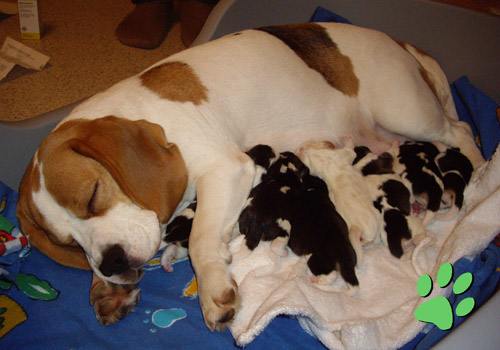 Beaglehündin mit Welpen nach Geburt